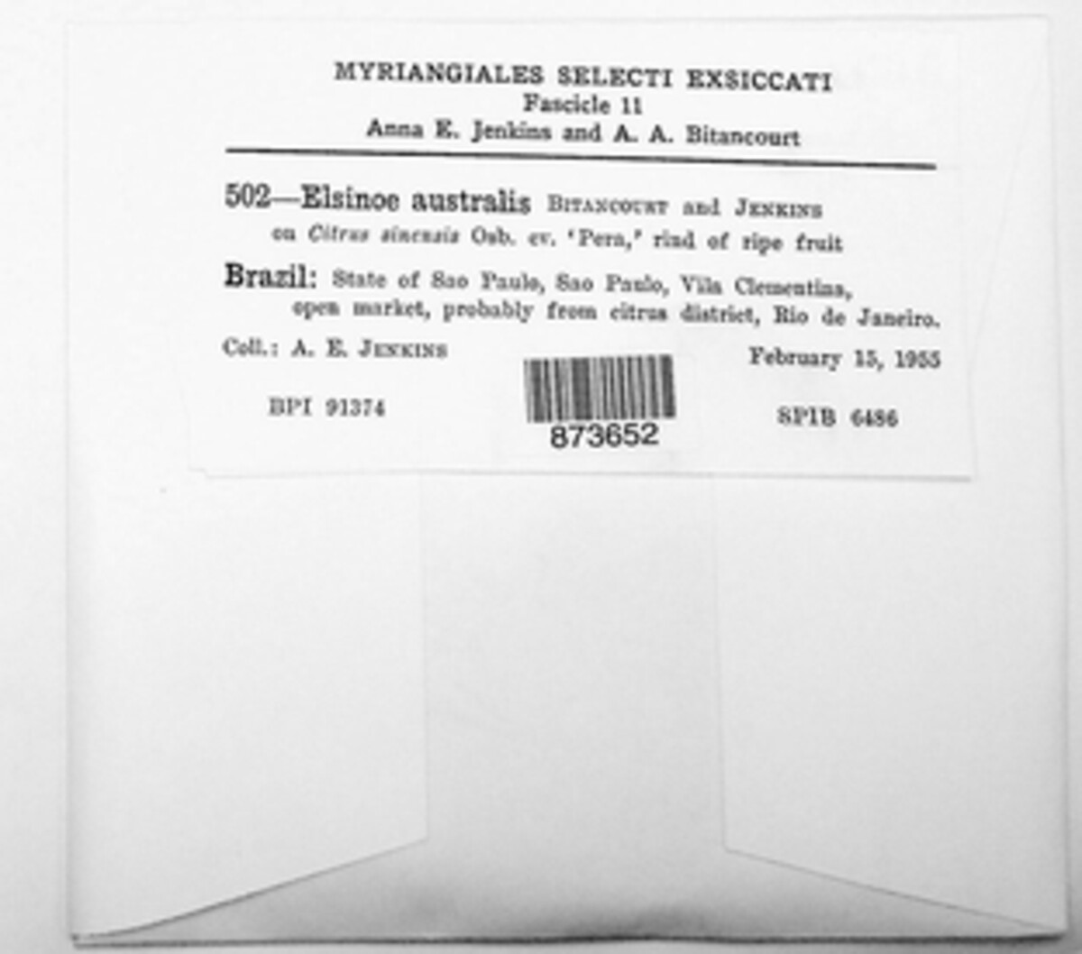 Elsinoe australis image
